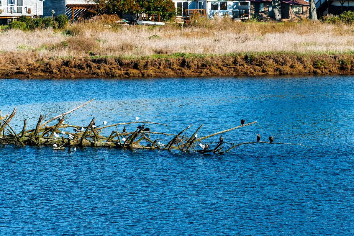 A peaceful riverbank scene featuring a log covered with birds, calm water, and distant houses. The natural setting reflects the property’s riverfront position and the abundant wildlife that can be seen from the backyard.
